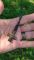 Темляк 38